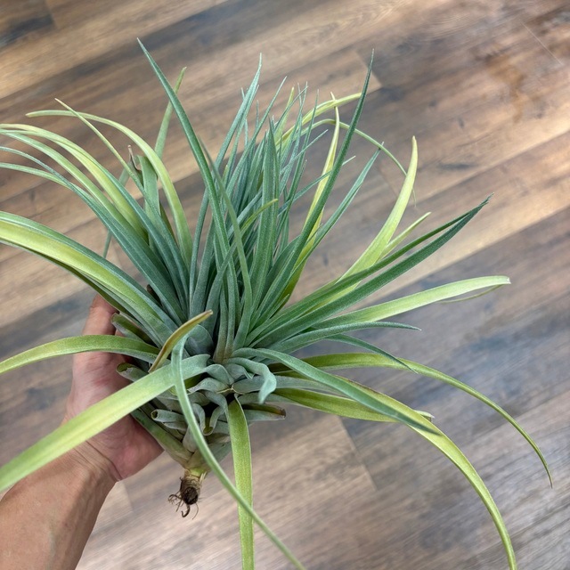 Yahoo!オークション - Tillandsia heubergeri #2
