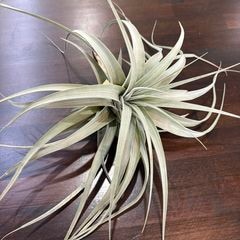 エアープランツ,希少・高級種 | エアープランツ専門店 Branches and Leaves
