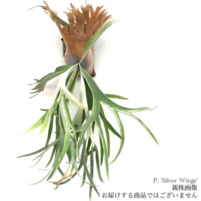 現品) ビカクシダ 'シルバーウィングス' (pup) (No.40778