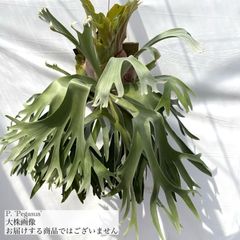 ビカクシダ,交配種 | エアープランツ専門店 Branches and Leaves