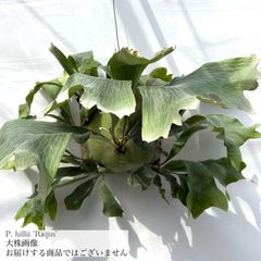 ビカクシダ,ヒリー / スパーバム | エアープランツ専門店 Branches and