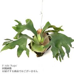 ビカクシダ　ヒリー　ライジン　スポア株 imgrc0117497133.jpg