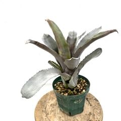 ブロメリア | エアープランツ専門店 Branches and Leaves