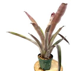 ブロメリア,エクメア | エアープランツ専門店 Branches and Leaves