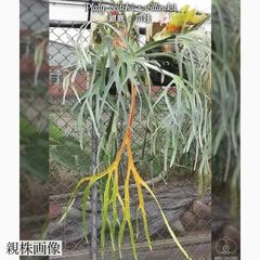 ビカクシダ | エアープランツ専門店 Branches and Leaves