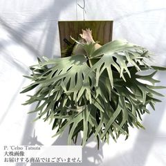 ビカクシダ,ビーチー / ウィリンキー | エアープランツ専門店 Branches