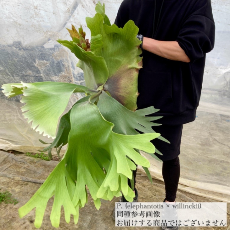 と*う様 エルブス　ウィリンキー　ビカクシダ　子株 楽天市場】(現品) ビカクシダ ウィリンキー 'リトルエルフ' (TC) (No