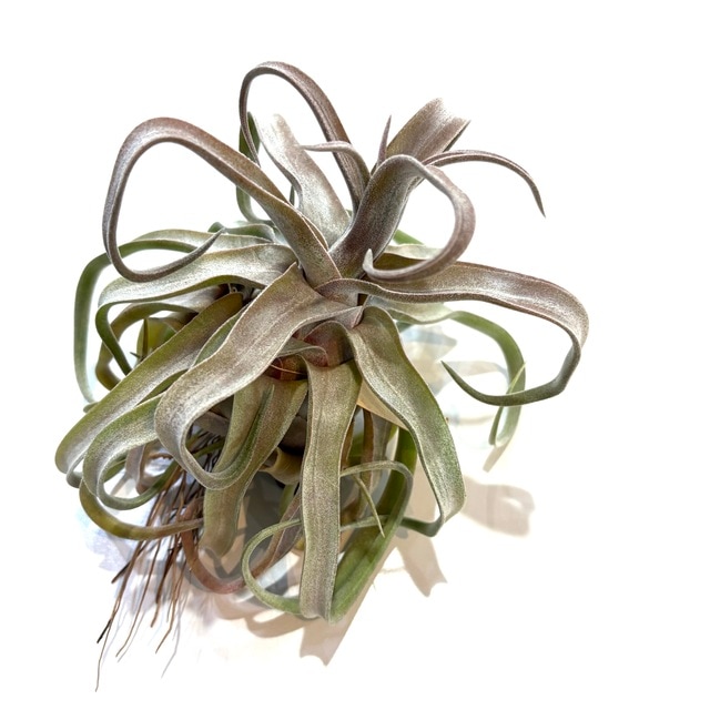 現品) チランジア 'レッドロビン' (No.21976) | エアープランツ