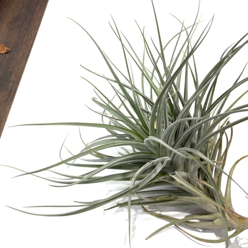 現品) チランジア 交配種 (ドゥラティ × ガルドネリ) (No.21587