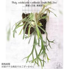 ビカクシダ,交配種 | エアープランツ専門店 Branches and Leaves