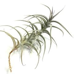エアープランツ,希少・高級種 | エアープランツ専門店 Branches and Leaves