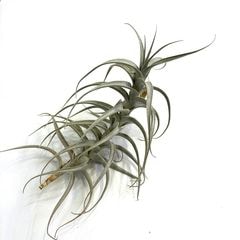 エアープランツ,希少・高級種 | エアープランツ専門店 Branches and Leaves