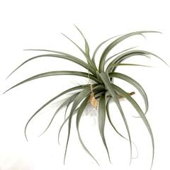 エアープランツ,希少・高級種 | エアープランツ専門店 Branches and Leaves