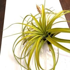 エアープランツ,希少・高級種 | エアープランツ専門店 Branches and Leaves