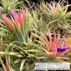 ヘドロ沼 様　ご確認用　イオナンタ バンハイニンギー×ハリスコモンティコラ①〜② ヘドロ沼 様 ご確認用 イオナンタ バンハイニンギー×ハリスコ