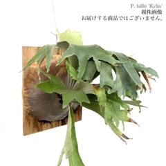 ビカクシダ | エアープランツ専門店 Branches and Leaves