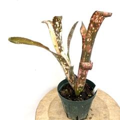 ブロメリア | エアープランツ専門店 Branches and Leaves