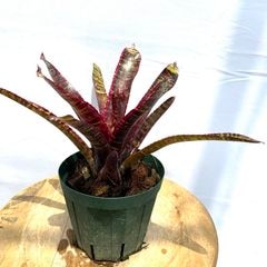 ブロメリア・エアープランツ Vriesea Hybrid Red ブロメリア,ネオレゲリア | エアープランツ専門店 Branches and
