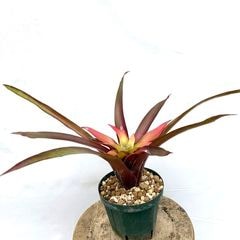 ブロメリア | エアープランツ専門店 Branches and Leaves