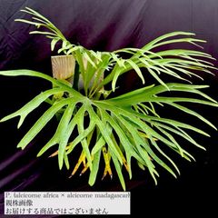 MK ビカクシダ ビカクシダ | ROOTALPLANTS