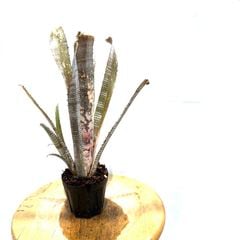 ブロメリア・エアープランツ itoshimatanikulab ブロメリア・エアープランツ itoshimatanikulab Frontier Plants