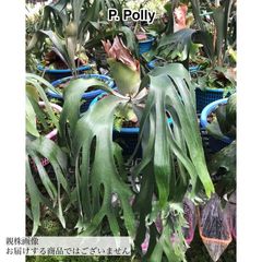 ビカクシダ,交配種 | エアープランツ専門店 Branches and Leaves