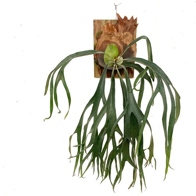 現品) コウモリラン 'リトルキティ' メリクロン苗 (No.40900