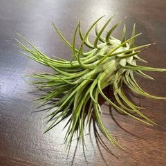 エアープランツ,イオナンタ | エアープランツ専門店 Branches