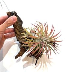 ヘドロ沼 様　ご確認用　イオナンタ バンハイニンギー×ハリスコモンティコラ①〜② ヘドロ沼 様ご確認用イオナンタ バンハイニンギー×ハリスコ