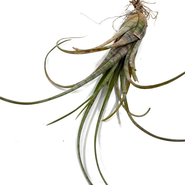 現品) チランジア フレクスオーサ ツイステッドフォーム (No.22099