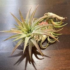 ヘドロ沼 様　ご確認用　イオナンタ　プレデター チランジア ／ イオナンタ プレデター (T.ionantha 'Predator