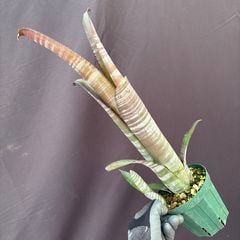 ブロメリア | エアープランツ専門店 Branches and Leaves