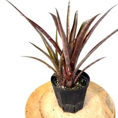 ブロメリア・エアープランツ itoshimatanikulab ブロメリア・エアープランツ itoshimatanikulab Frontier Plants