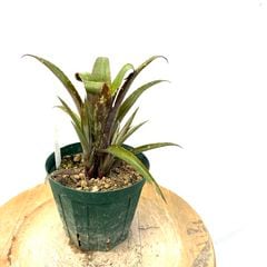 ブロメリア・エアープランツ itoshimatanikulab ブロメリア・エアープランツ itoshimatanikulab Frontier Plants