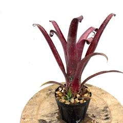 ブロメリア・エアープランツ DJ.ReN ブロメリア・エアープランツ DJ.ReN すべてのエアー プランツを購入