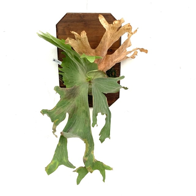 ビカクシダ　ワリチー ビカクシダ ワリチー Platycerium wallichii コウモリラン