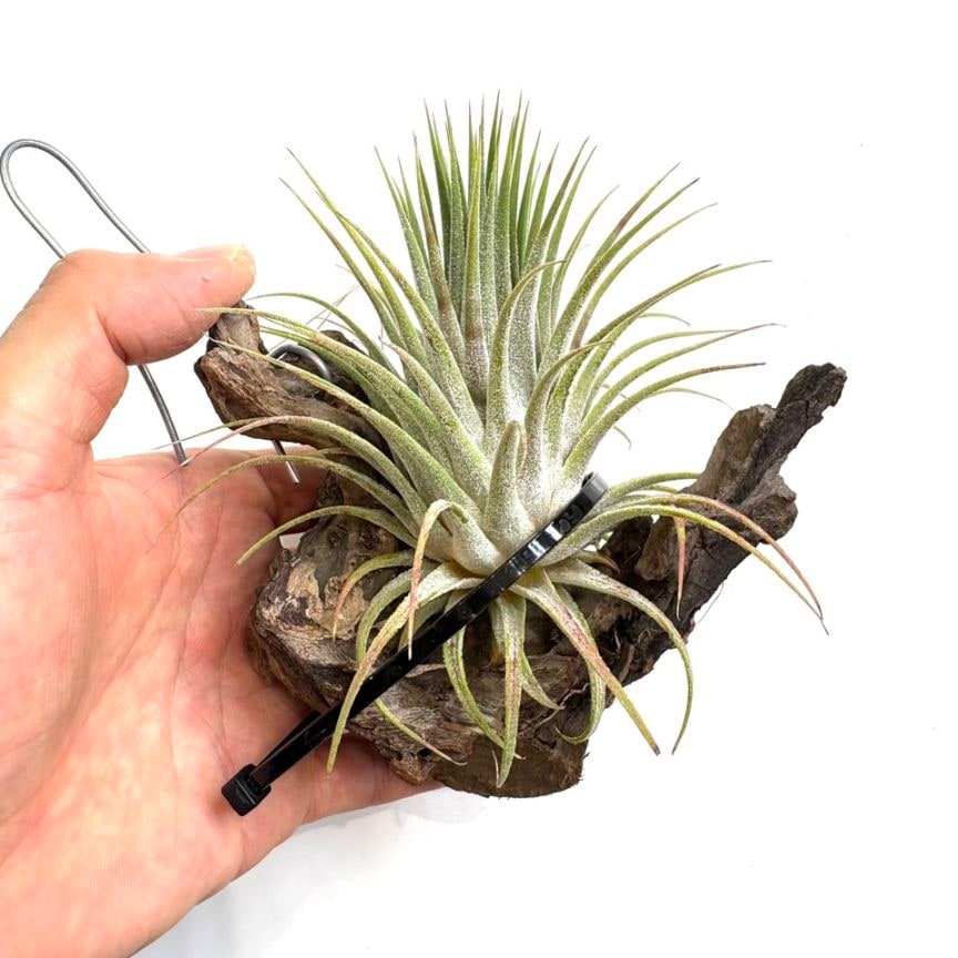 チランジア イオナンタ スノーボール イオナンタ スノーボール 02号 | air-plants TENGU-DO