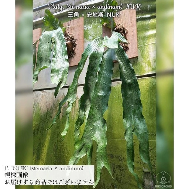 ビカクシダコロナリウム　インドネシア現地株 ビカクシダ コロナリウム フィリピネスフォーム Platycerium