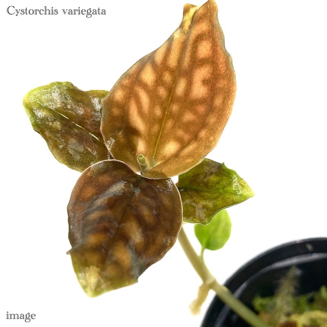 Cystorchis sp. シストーチス パプア 原産地由来