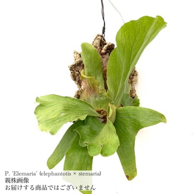 現品) ビカクシダ 'エレマリア' (pup) (No.40781) | ビカクシダ 現品) ビカクシダ 'エレマリア' (pup) (No.40781) | ビカクシダ