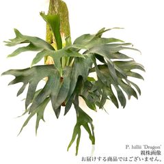 ビカクシダ,ヒリー / スパーバム | エアープランツ専門店 Branches and