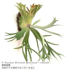 ビカクシダ,交配種 | エアープランツ専門店 Branches and Leaves