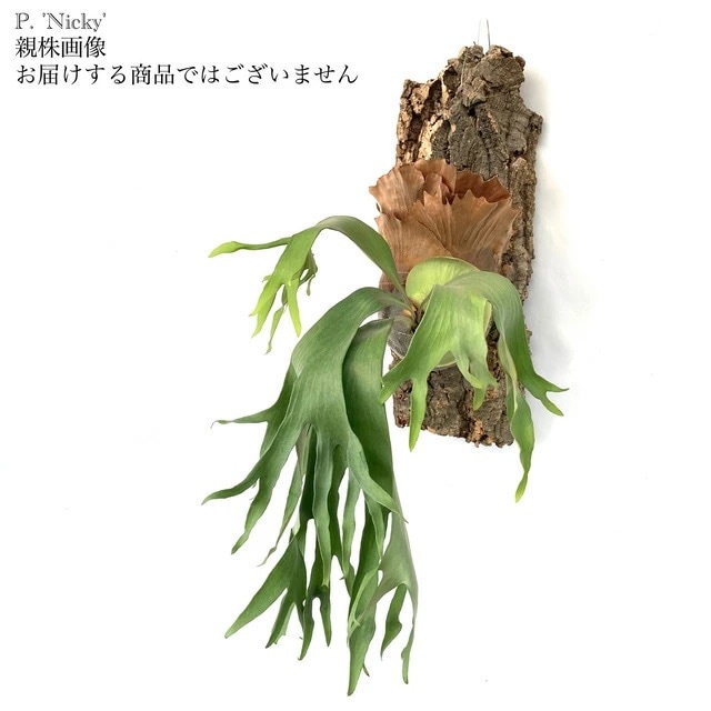 ビカクシダ　Neguse pup ビカクシダ Neguse pup