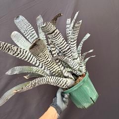 ブロメリア,エクメア | エアープランツ専門店 Branches and Leaves