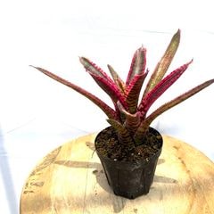 ブロメリア・エアープランツ Neoregelia High Voltagde b0b99f79d6539f34bc6295069070dd