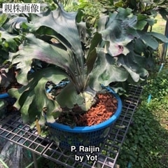 ビカクシダ | エアープランツ専門店 Branches and Leaves