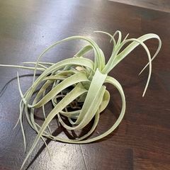 エアープランツ,希少・高級種 | エアープランツ専門店 Branches and Leaves