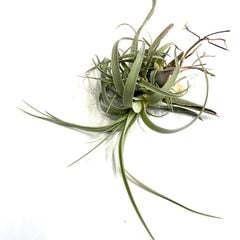 エアープランツ | エアープランツ専門店 Branches and Leaves