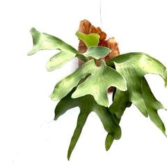 確認用Limpさま専用ビカクシダ色々 確認用Limpさま専用