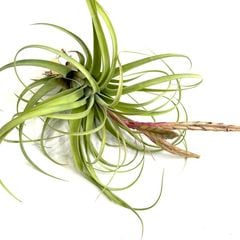 エアープランツ,交配種,ストレプトフィラ交配種 | エアープランツ専門